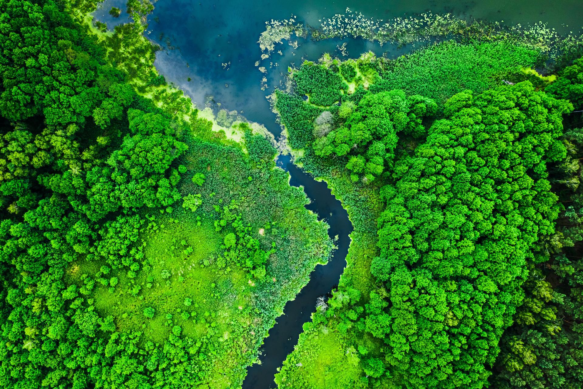 blooming-algae-on-the-summer-lake-flying-above-2026-03-24-14-58-59-utc.jpg