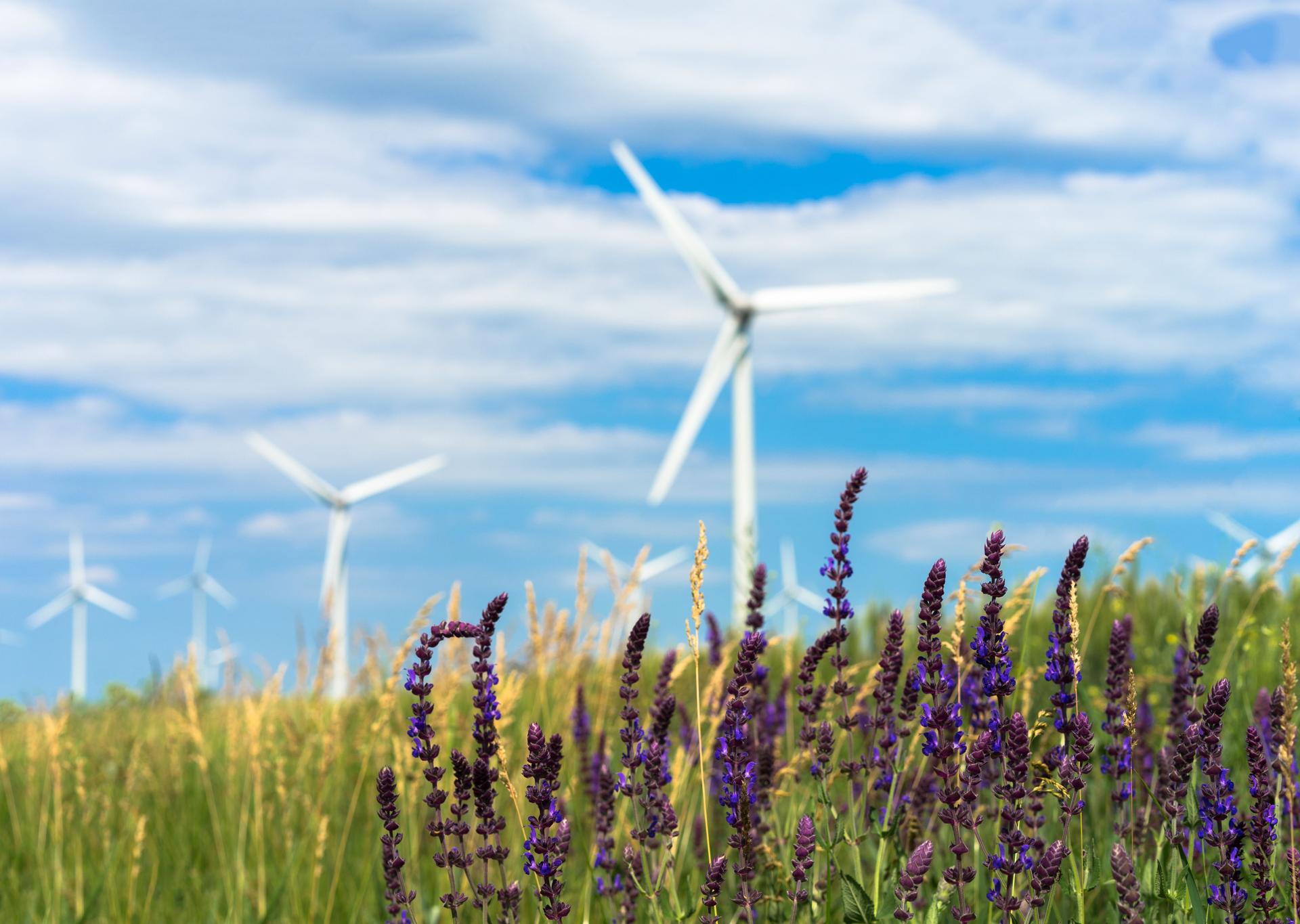 green-energy-from-wind-2026-03-10-00-03-19-utc.jpg